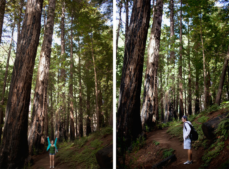 redwood hiking big sur