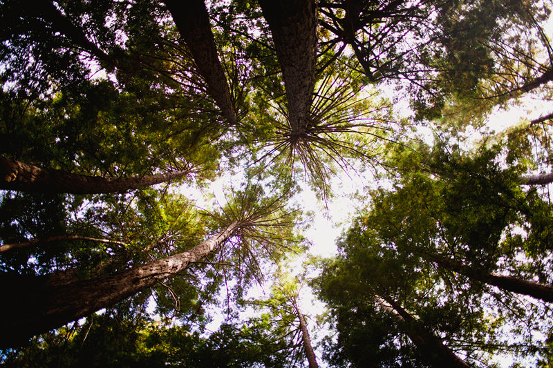 red wood trees