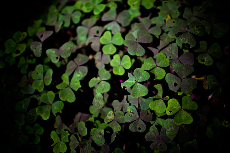 three leaf clovers