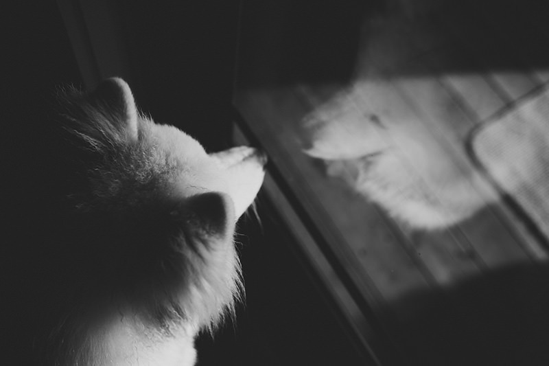 samoyed looking in mirror