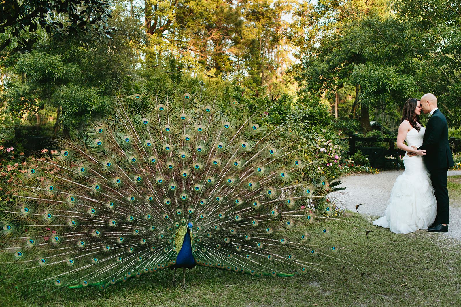 peacock at a wedding