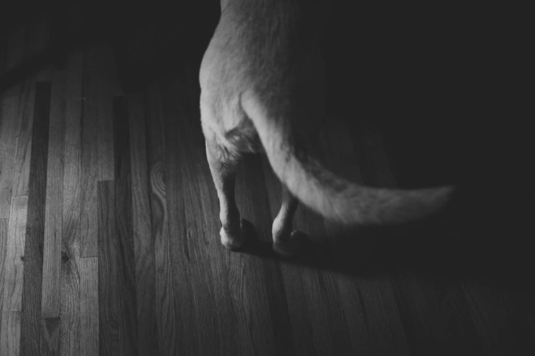 dogs-in-your-family-photos