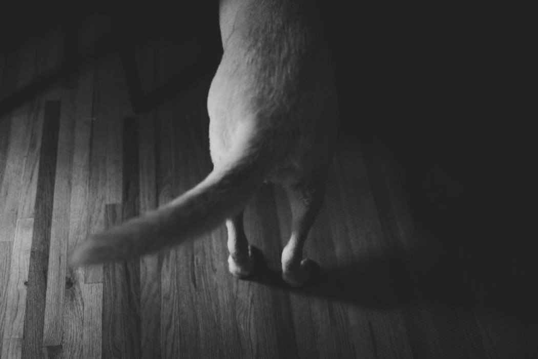 documentary-family-photographers-asheville
