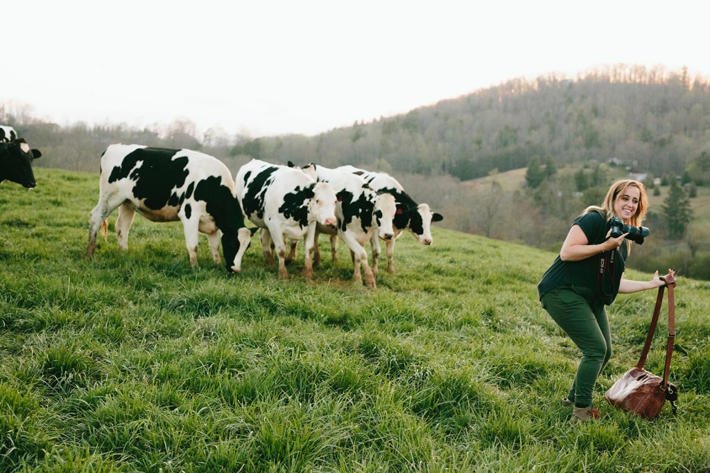 photographing around cows