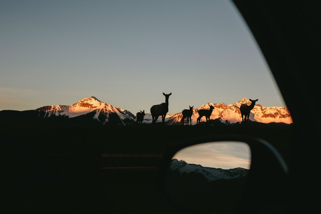 deer at sunrise telluride