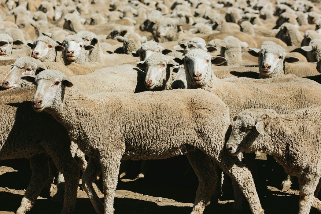 herding sheep