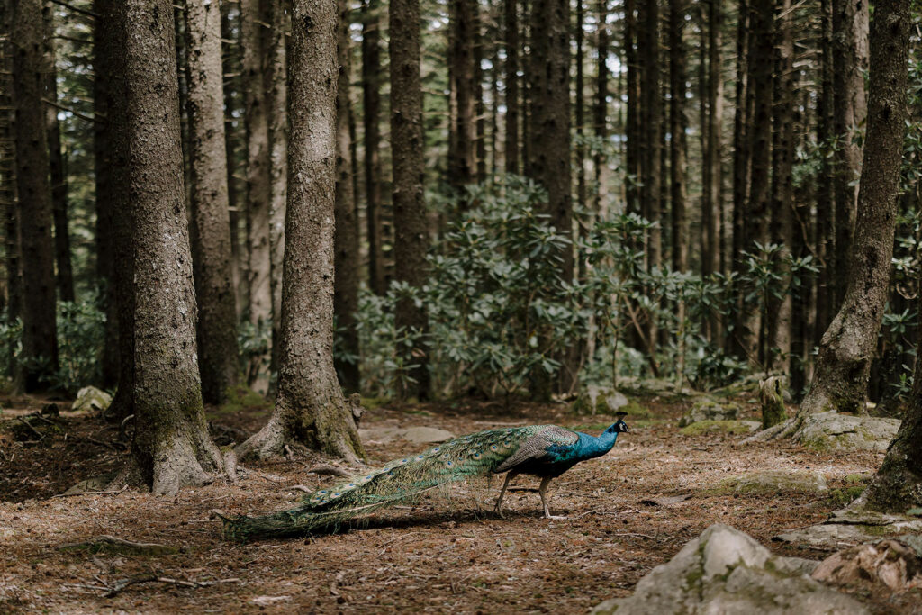 peacock in asheville mountains